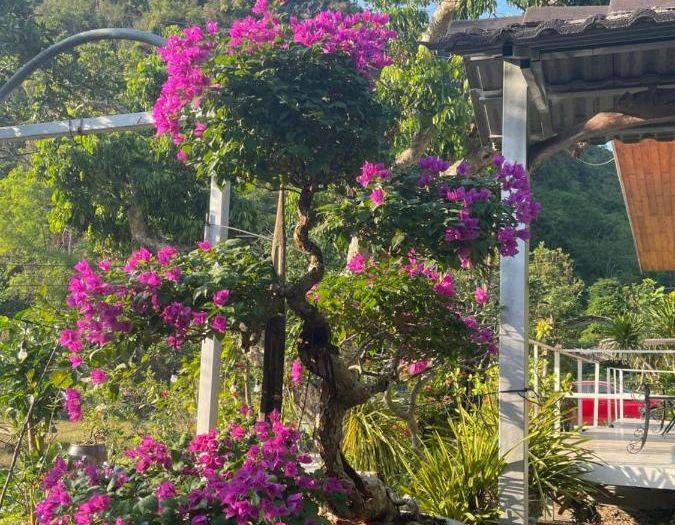 Cat Ba Love House 사진 3