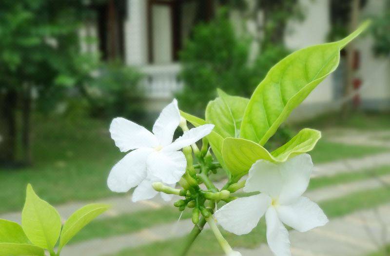 Hoi An Memority Villas & Spa 사진 4